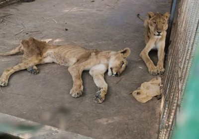مشروع انقاذ حديقة الحيوانات بتعز