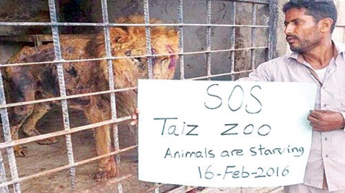 Taiz Zoo Rescue Project